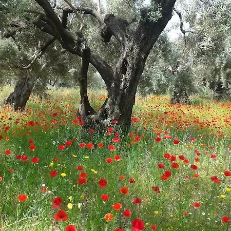 Little Owl - In The Olive Groves Tatil Evi *